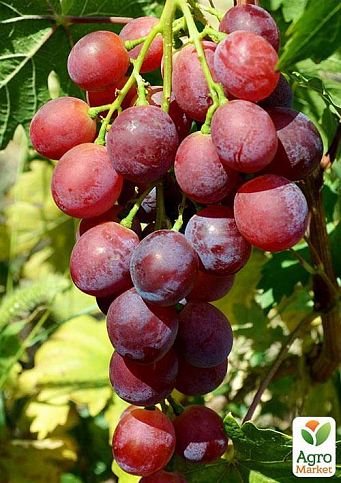 Виноград "Воєвода" (ранній термін дозрівання, м'який мускатний присмак, довго зберігається в ягоді)