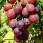 Виноград "Воєвода" (ранній термін дозрівання, м'який мускатний присмак, довго зберігається в ягоді)