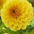 Жоржина "Golden Scepter"