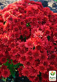Хризантема мультифлора "Красная красавица" (укорененный черенок, высота 5-10см)2