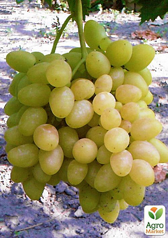 Виноград "Надія Аксайського" (ранній термін дозрівання)