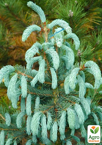 Ель Энгельмана "Picea Engelmannii Glauca" (горшок P9) - фото 2