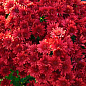 Хризантема мультифлора "Красная красавица" (укорененный черенок, высота 5-10см)