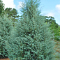 Кипарис Аризонський (Cupressus Arizonica) контейнер Р9