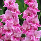 Гладіолус "Pink Event"