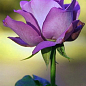 LMTD Роза на штамбе 5-и летняя "Royal Purple" (укорененный саженец в горшке, высота130-150см) цена