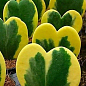 Хойя Керрі "Striped Heart"