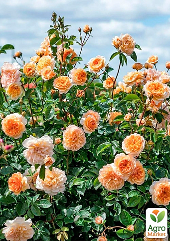 Троянда плетиста "Априкот скай" (саджанець класу АА+) вищий сорт - фото 4