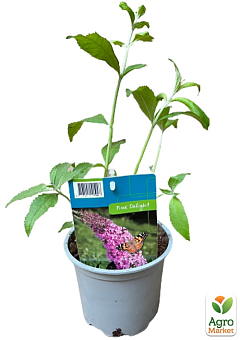 LMTD Буддлея Давида "Royal Pink" висота 35-50см26