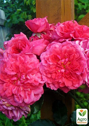 Ексклюзив! Троянда паркова сріблясто-рожева "Дивовижна місіс Майзель" (The Amazing Mrs. Mayzel) (саджанець класу АА +, преміальний вищий сорт) - фото 3