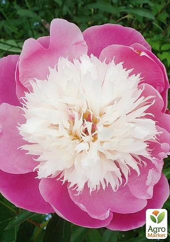 Півонія трав'яниста "Santa Fe" 1шт в упаковці