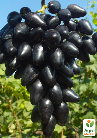 Виноград "Черный Кристалл" (обоеполый, гармоничный вкус,  хрустящая мякоть)