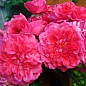 Ексклюзив! Троянда паркова сріблясто-рожева "Дивовижна місіс Майзель" (The Amazing Mrs. Mayzel) (саджанець класу АА +, преміальний вищий сорт) цена