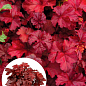 Гейхера (Heuchera) "Fire Chief"
