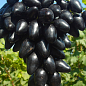 Виноград "Черный Кристалл" (обоеполый, гармоничный вкус,  хрустящая мякоть)