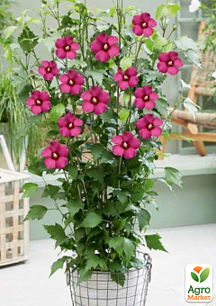 Гібіскус сирійський 2-х річний "Flower Tower Ruby" С1,5 висота 30-40 см3