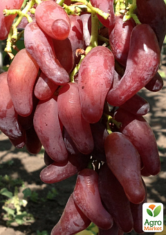 Виноград "Фламенко" (мясистая, сочная ягода с тонкой кожицей)1