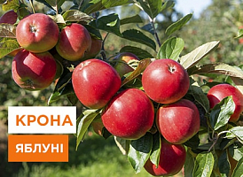 Формування крони яблуні - корисні статті про садівництво від Agro-Market