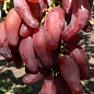 Виноград "Фламенко" (м'ясиста, соковита ягода з тонкою шкіркою)