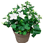 Кампанула квітуча "Isophylla Atlanta White" (Нідерланди)