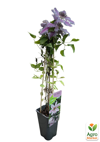 LMTD Клематис 2-х летний "Nelly Moser" (высота 40-60 см) - фото 2