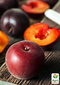 Ексклюзив! Персик червоно-вишневий "Королівський" (Royal) (англійська селекція, преміальний великоплідний сорт)2
