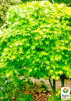 Клен пальмолистный (Acer palmatum Going Green) вазон Р91