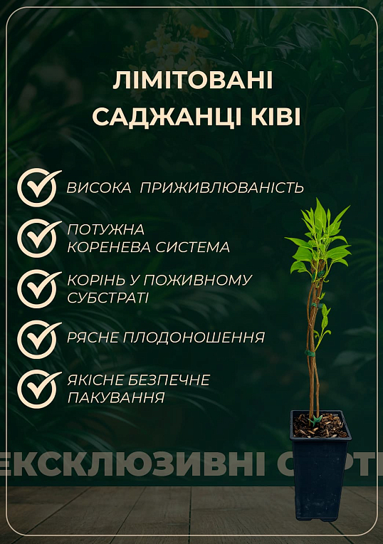 LMTD Актинидия "Issai" (женский сорт, укорененный) - фото 5