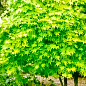 Клен пальмолистный (Acer palmatum Going Green) вазон Р9