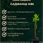 LMTD Актинидия "Issai" (женский сорт, укорененный)