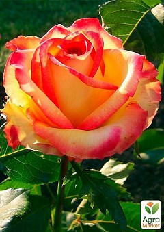 Роза чайно-гибридная "Амбианс" (саженец класса АА+) высший сорт1