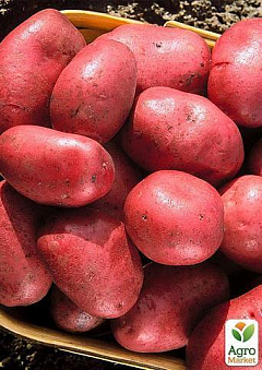 Насіннєвий среднепоздний картопля "Фламенко" (на жарку, 1 репродукція) 3 кг2
