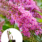 Буддлея 2х-летняя "Butterfly Candy Little Pink", С1 