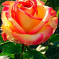 Роза чайно-гибридная "Амбианс" (саженец класса АА+) высший сорт