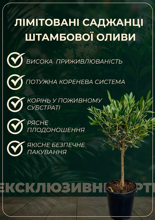 LMTD Олива "Green Life" 10лет на штамбе (высота 140-150см) - фото 3