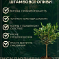 LMTD Олива "Green Life" 10лет на штамбе (высота 140-150см) цена