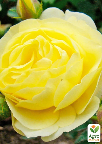 Троянда флорибунда "Golden Border" (саджанець класу АА+) вищий сорт  - фото 3