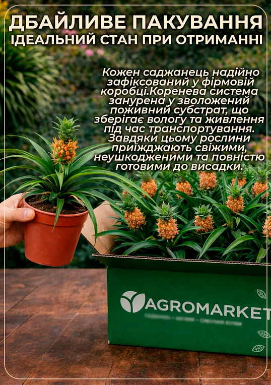 LMTD Ананас з плодом 3-х річний "Кайена" (20-40см) - фото 4