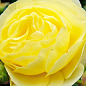 Троянда флорибунда "Golden Border" (саджанець класу АА+) вищий сорт  цена