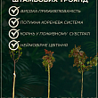Роза штамбовая "Каралуна" (Caraluna) (саженец класса АА+)  цена