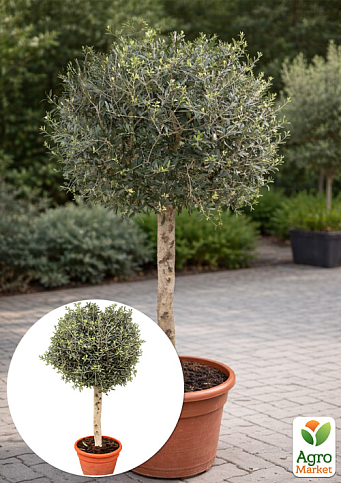 LMTD Олива "Green Life" 10лет на штамбе (высота 140-150см)