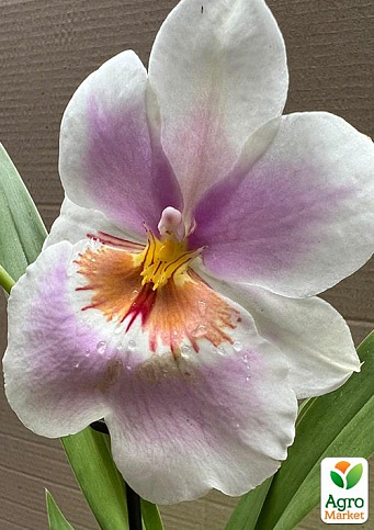 Орхидея Мильтония "Candida" - фото 3