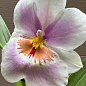 Орхідея Мільтонія "Candida" цена