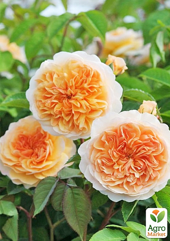 Троянда плетиста "Априкот скай" (саджанець класу АА+) вищий сорт - фото 3