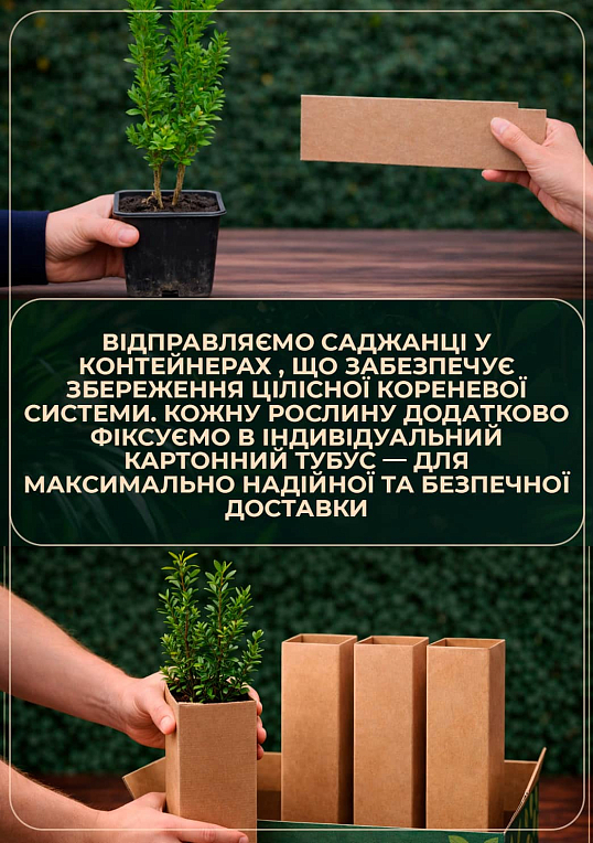 Самшит буксус вечнозеленый "Гармония" (Harmony)  - фото 3