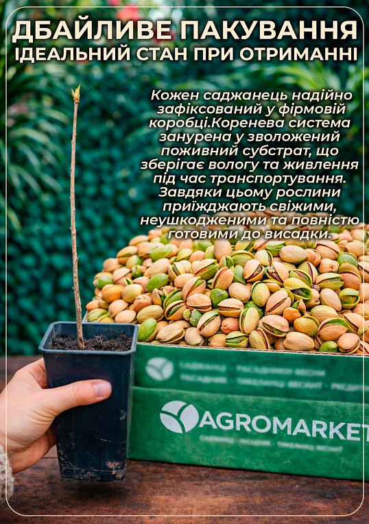 Фисташка "Фандоги"  (сладкий морозостойкий сорт) - фото 4