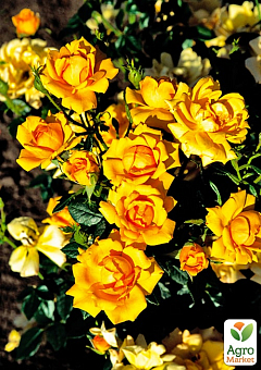 LMTD Роза 2-х летняя "Amber Nectar" (укорененный саженец в горшке, высота 25-35см)19