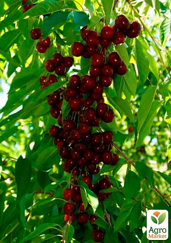 Эксклюзив! Вишня карликовая шаровидная темно-красная "Встреча" (Meeting) (премиальный крупноплодный среднеспелый сорт)