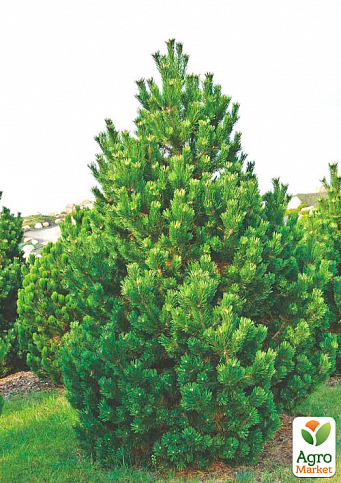 Сосна горная "Колумнарис" (Pinus mugo "Columnaris") C2, высота 30-40см - фото 3