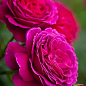 Роза чайно-гибридная "Биг Перпл" (саженец класса АА+) высший сорт